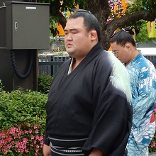 琴奨菊